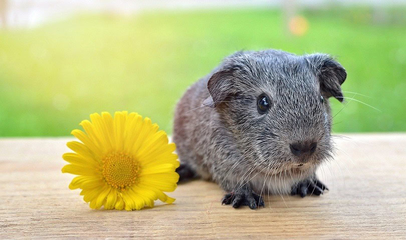 guinea-pig-785041_1280