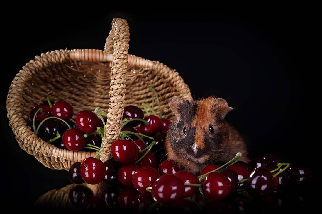 guinea pig and basket of cherries
