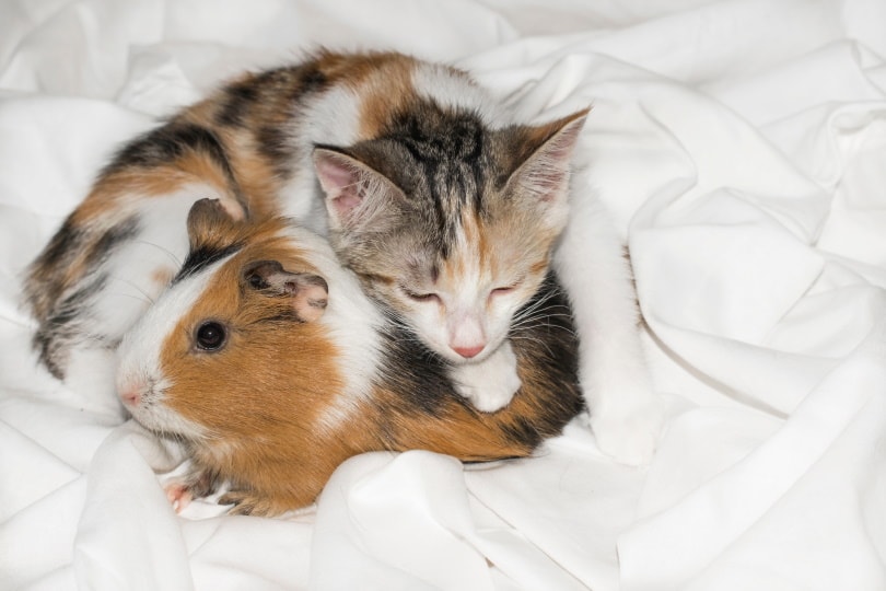 guinea pig and cat
