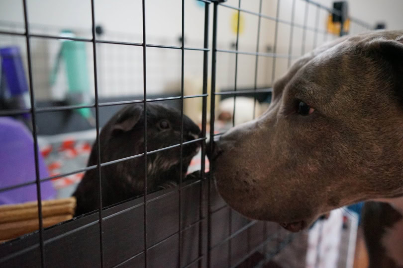 guinea pig and dog