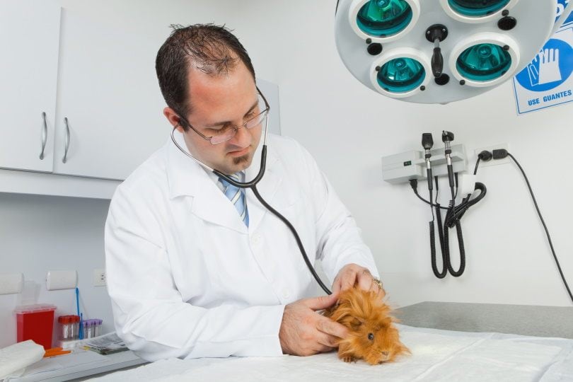 guinea pig and vet.