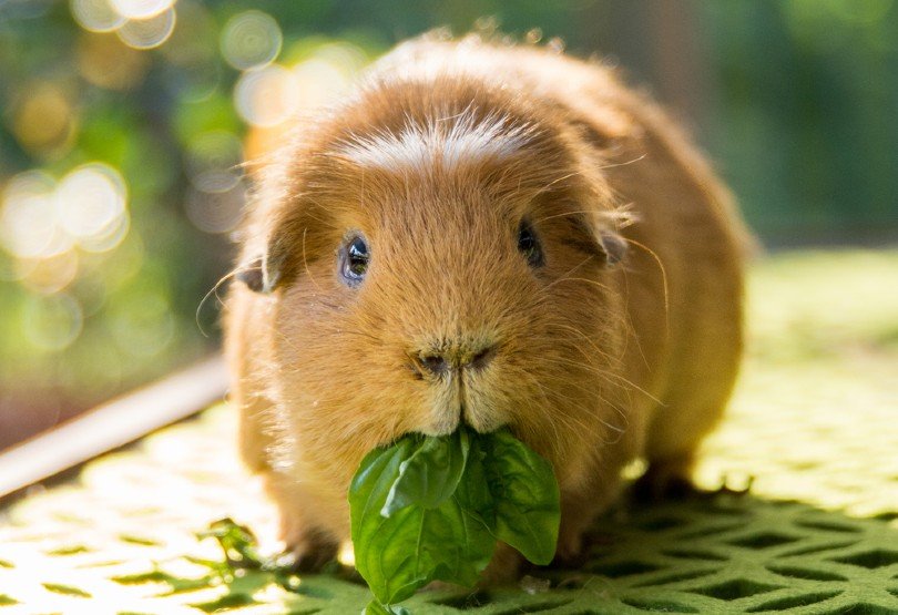 guinea pig eating basil