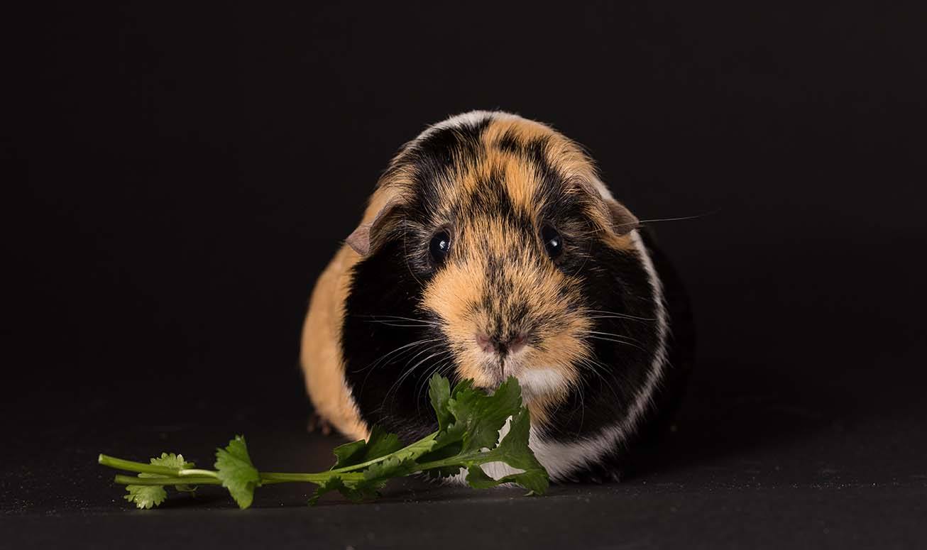 guinea pig eating cilantro