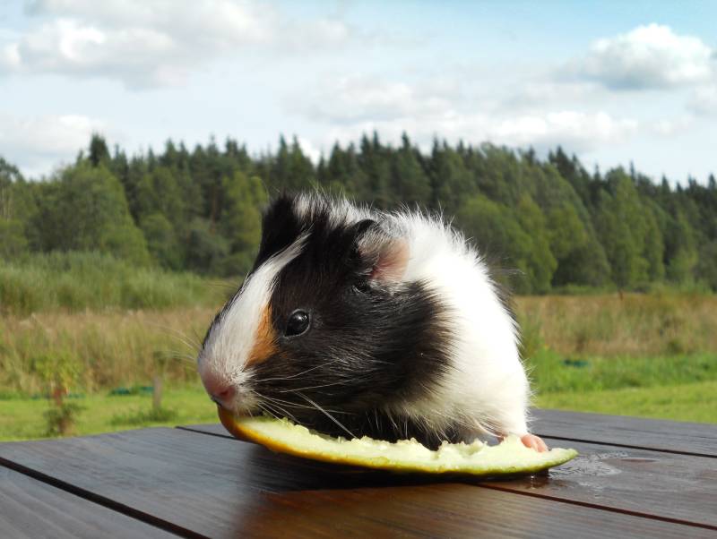 guinea pig eating melon
