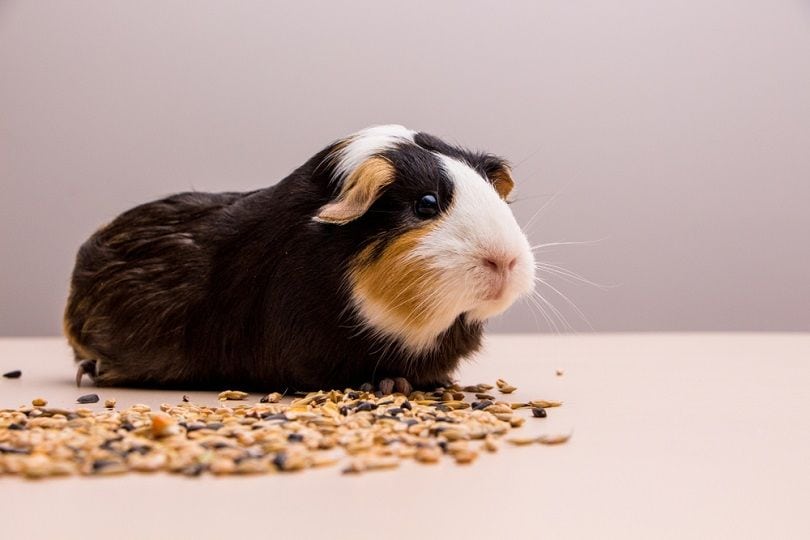 guinea-pig-eating_Julia-Mols_shutterstock