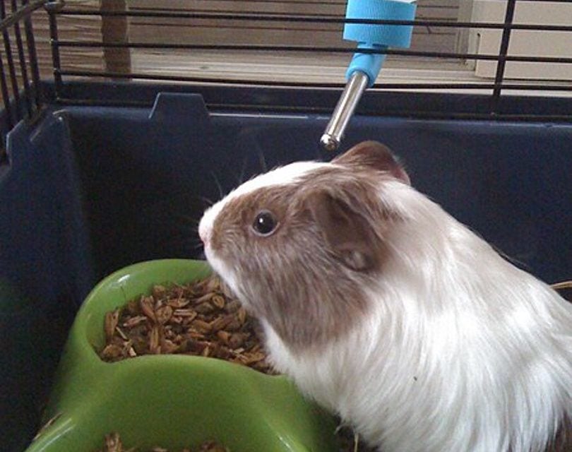 guinea pig eating_Rex tremendae majestatis_Wikimedia