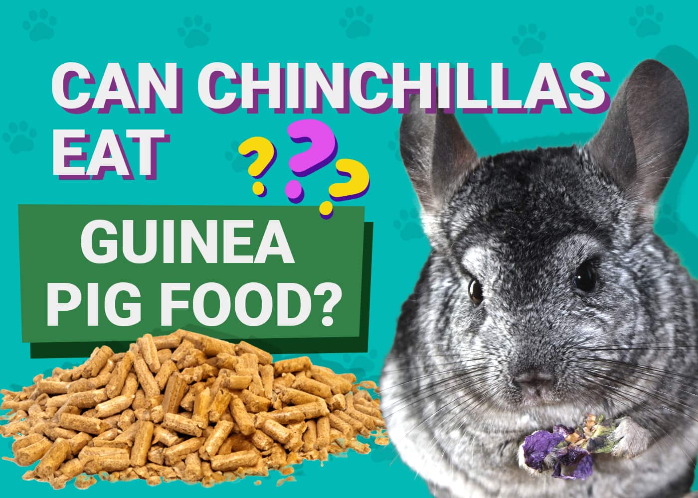 Can Chinchillas Eat Guinea Pig Food