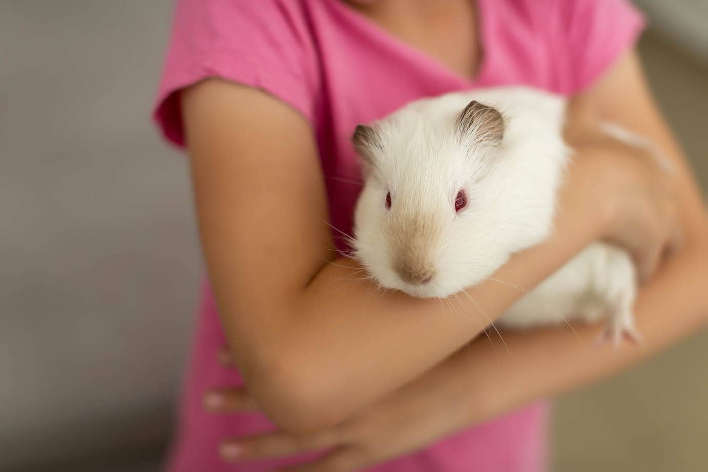 guinea pig in girl's arms