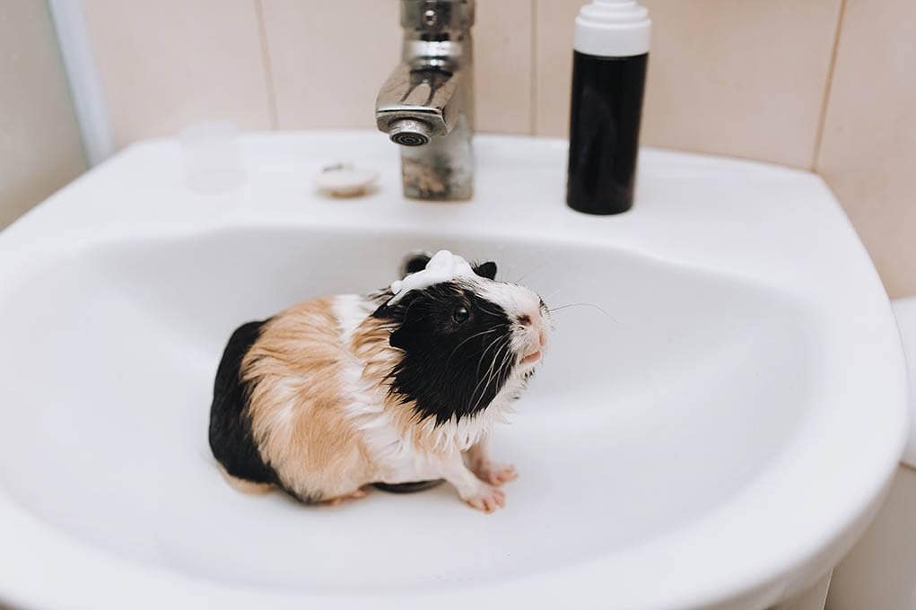 guinea pig in the bathroom sink