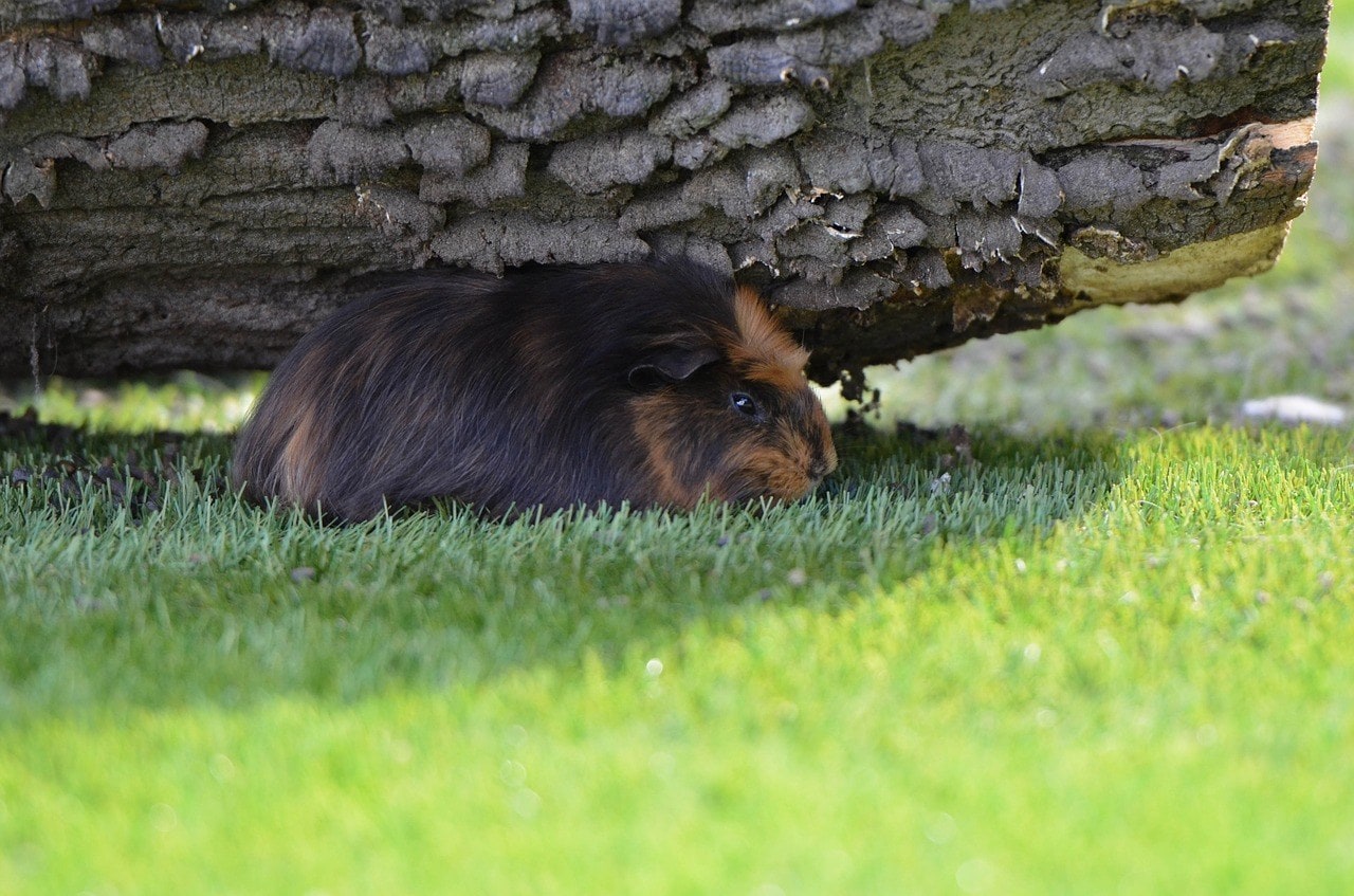 guinea pig in the grass