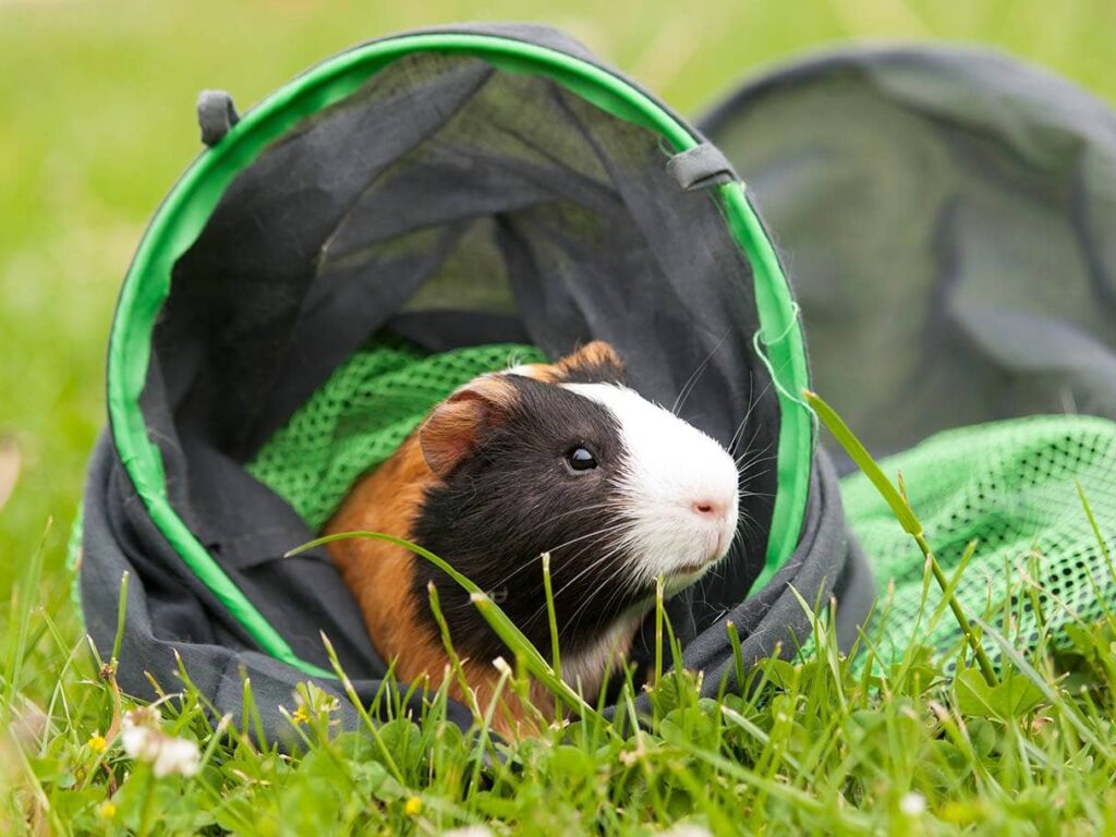 guinea pig inside toy tunnel