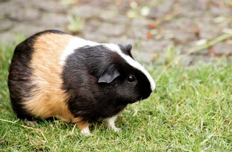 guinea pig_minka2507, Pixabay