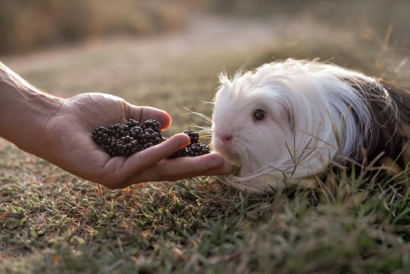 guinea pig on grass eating blackberries from hands