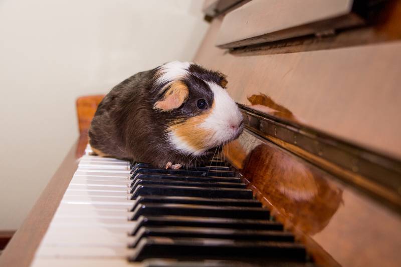 guinea pig on piano