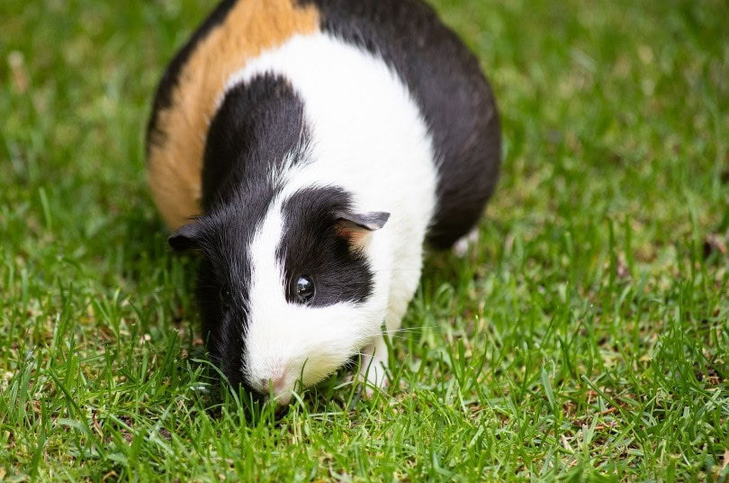 guinea pig pregnant
