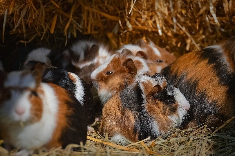 guinea pig puppies