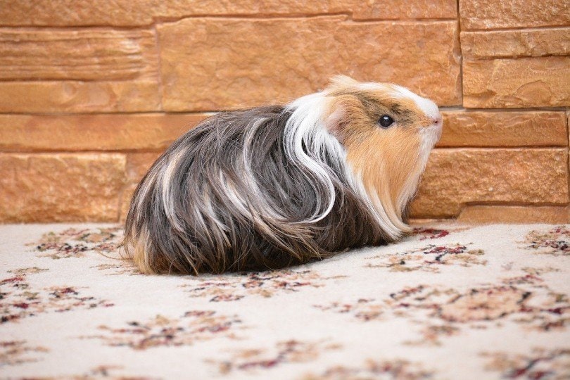 guinea pig side view