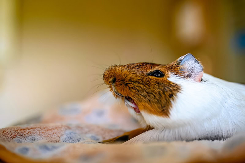 guinea pig sneezing