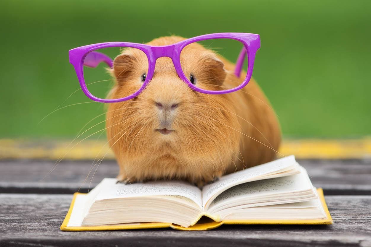 guinea pig wearing glasses