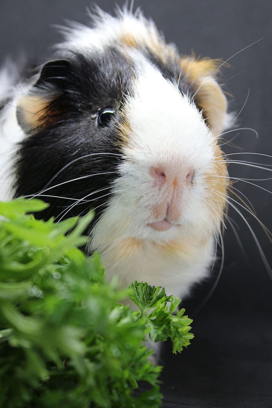 guinea pig with celery