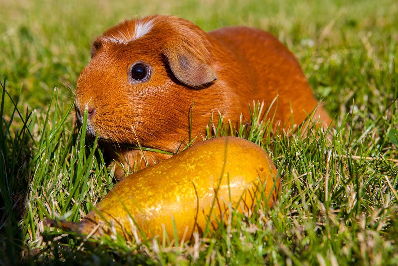 guinea pig with pear on the ground