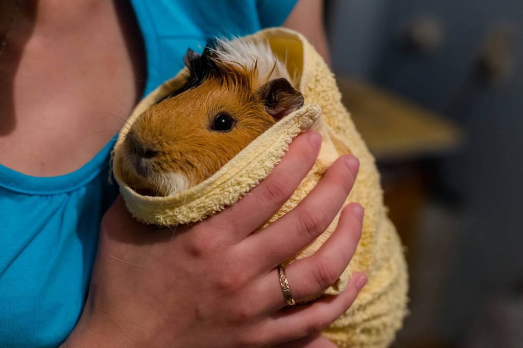guinea pig wrapped in towel