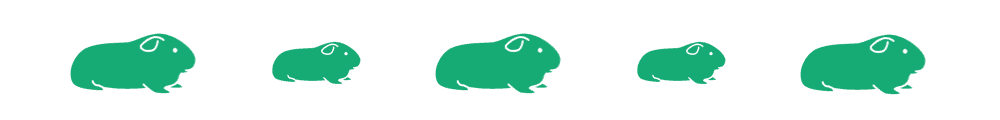 divider-guineapig