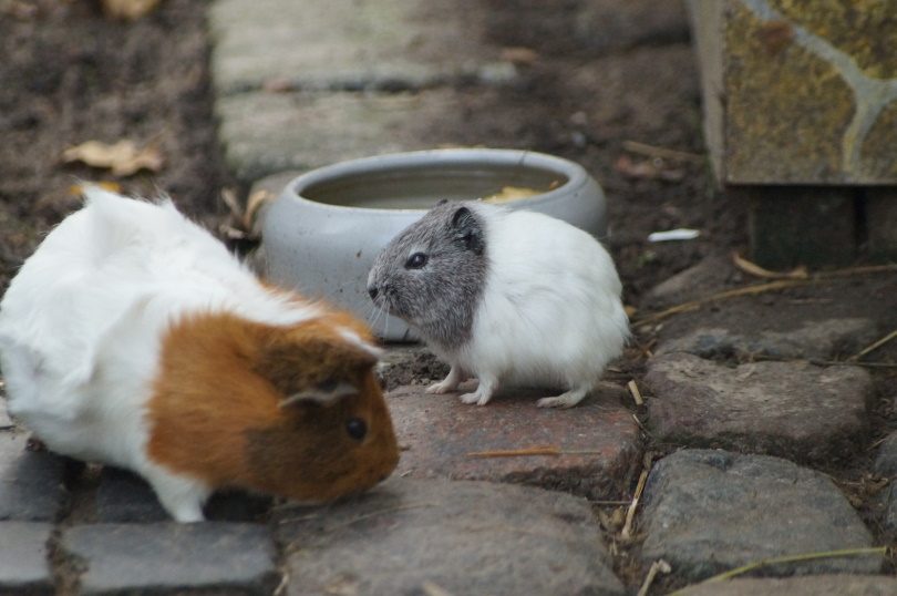 guinea pigs drinking