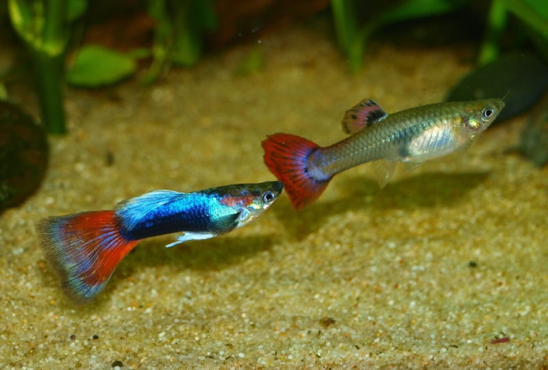 guppies in aquarium