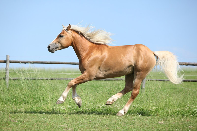 haflinger horse running