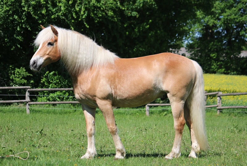 haflinger horse standing