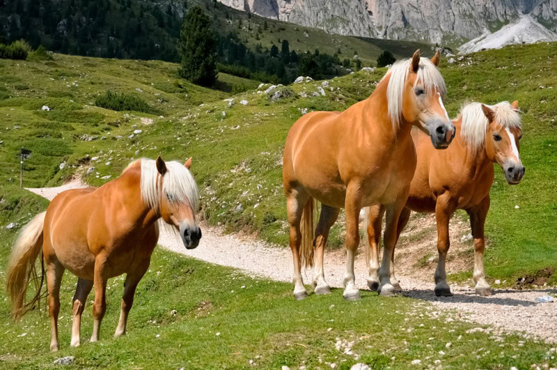 haflinger horses walking