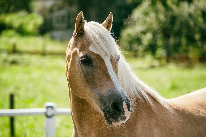 haflinger-pixabay