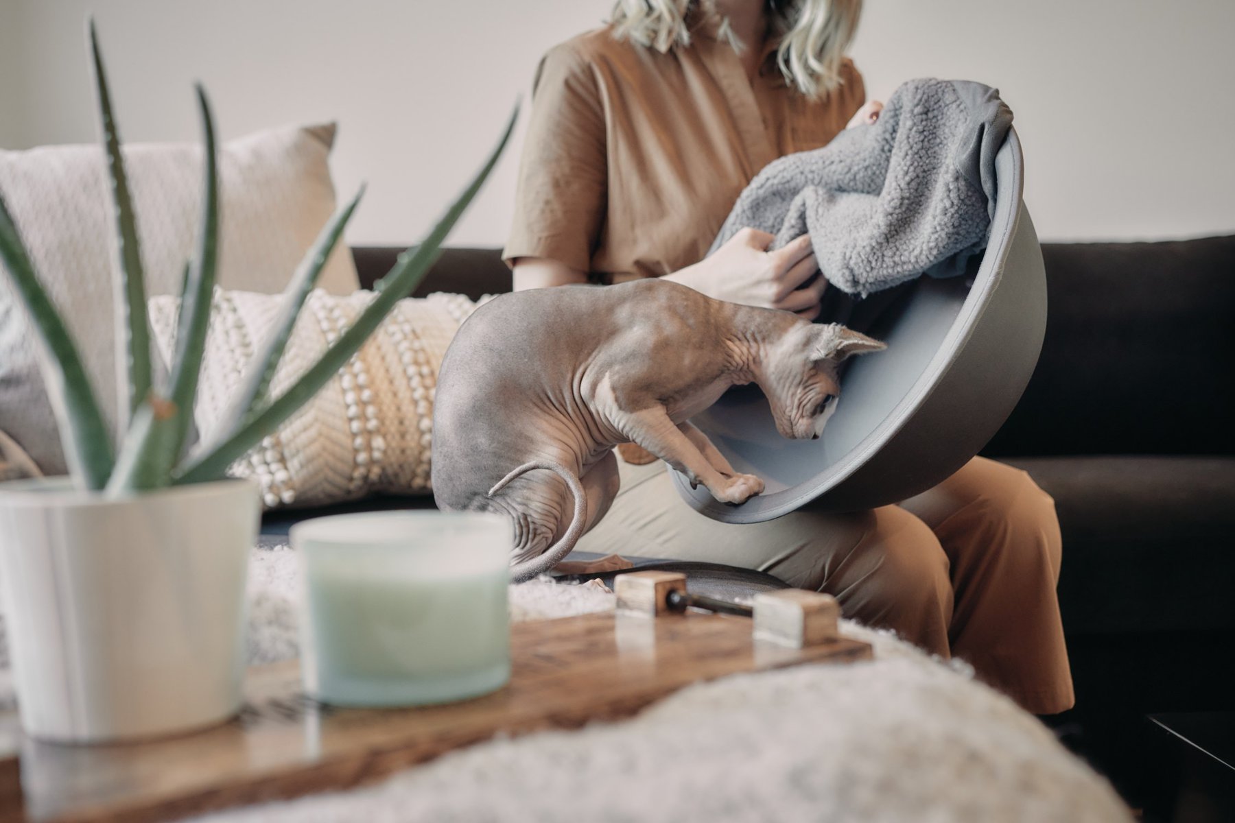 hairless cat curious hepper nest bed liner sphynx