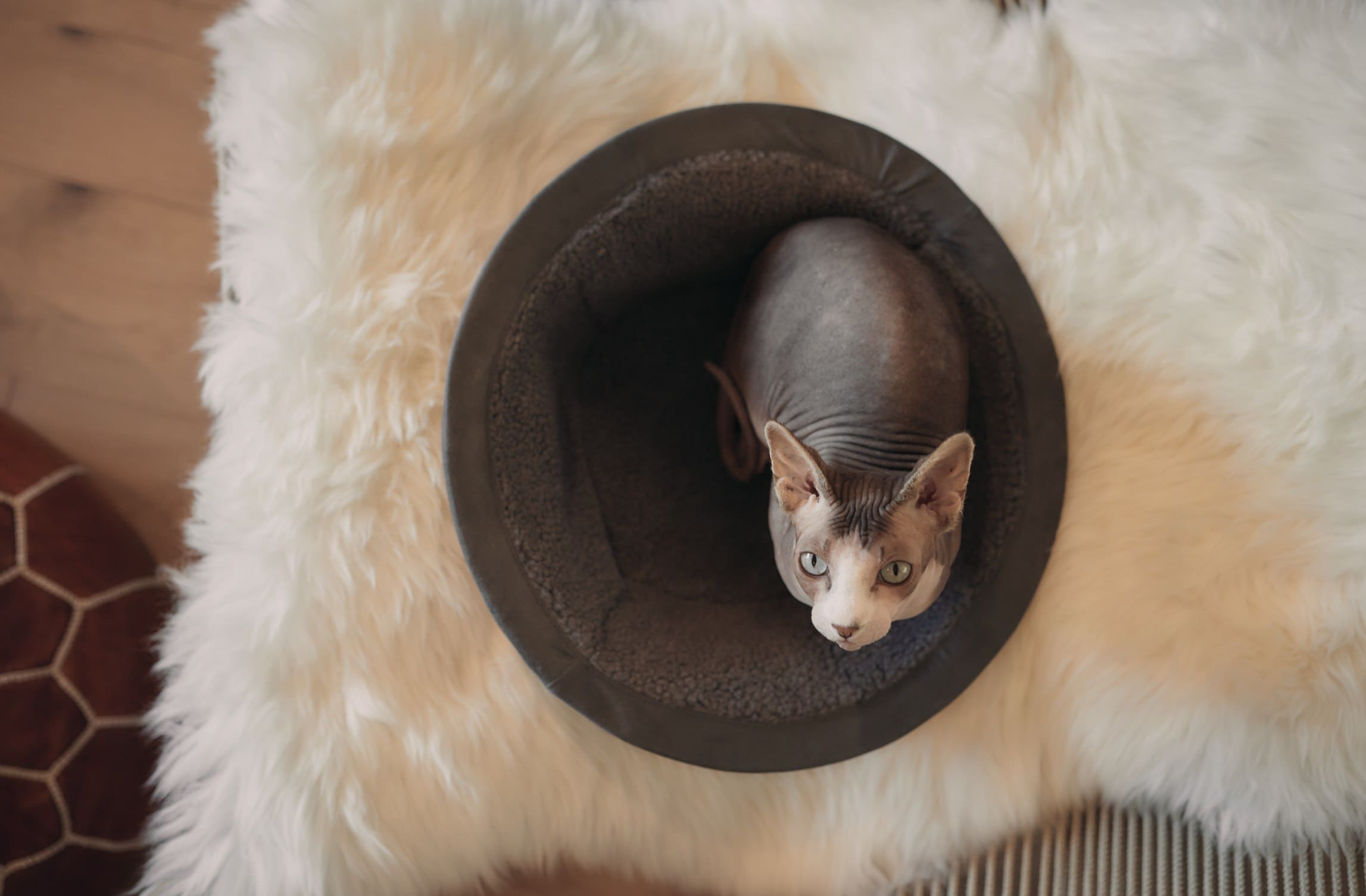 hairless cat in hepper nest bed blue eyes