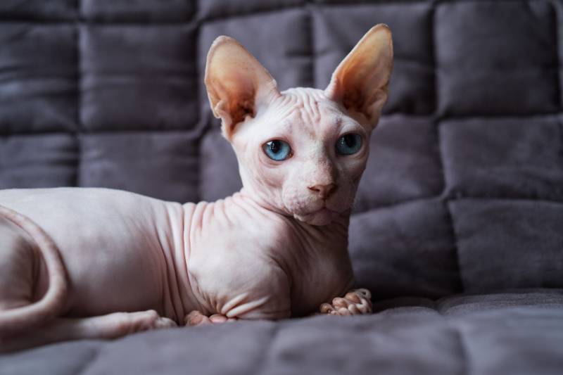 hairless cat sitting on the sofa
