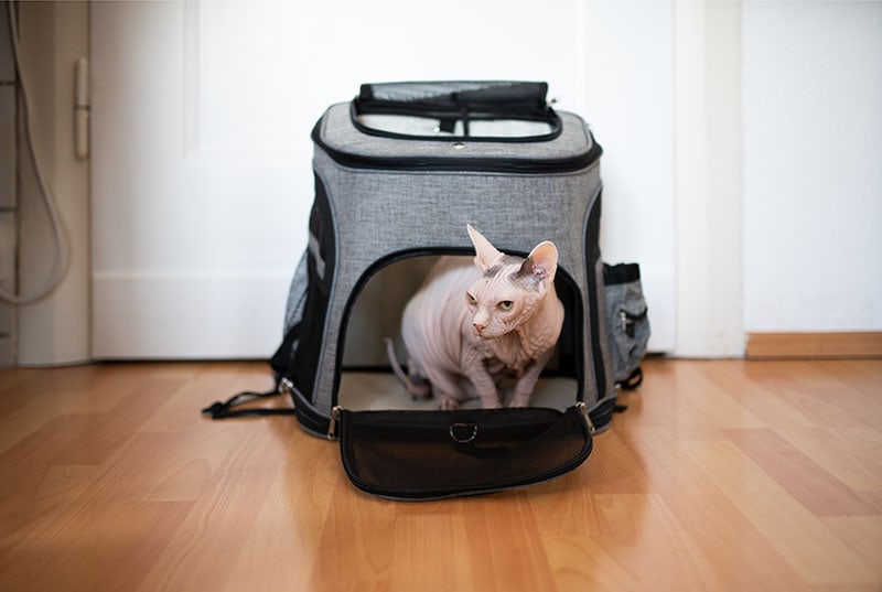 hairless sphynx cat sitting in backpack indoors in front of door waiting for travelling