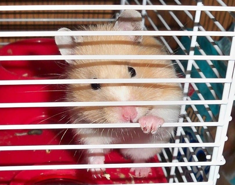 hamster 8_PublicDomainPictures_Pixabay