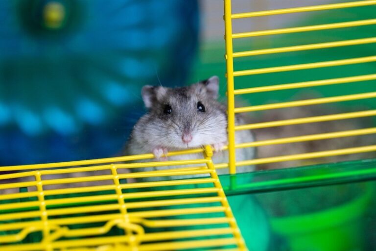 Picture of 10 Things That Stress Hamsters Out: Info & What To Do | The Vet Desk