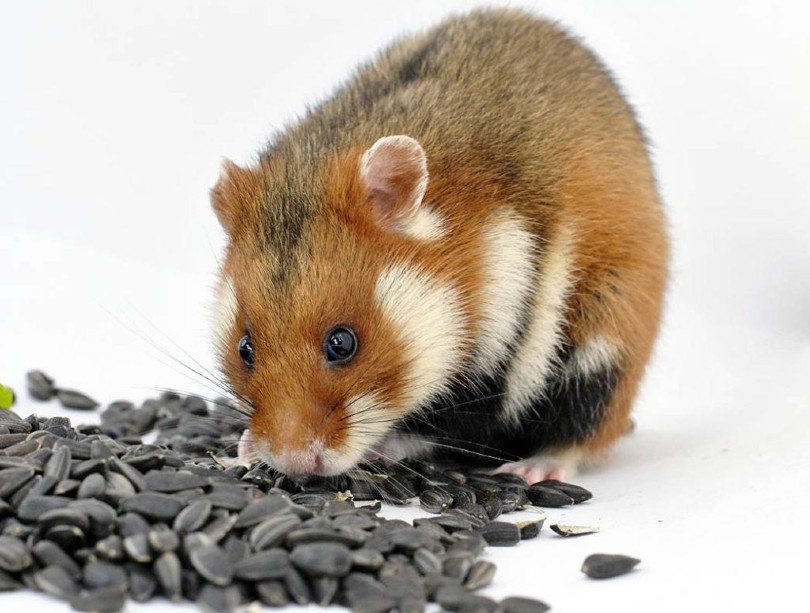 hamster and sunflower seeds