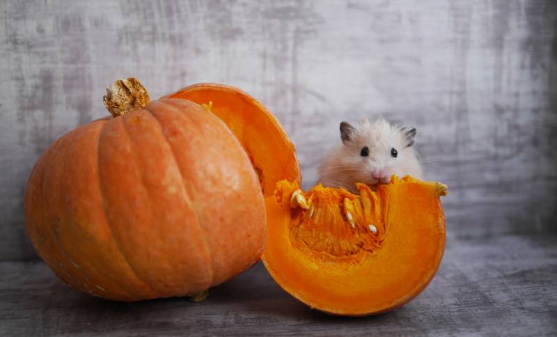 hamster behind the pumpkin