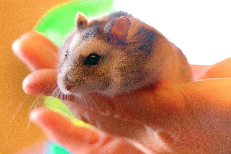 hamster-being-held-pixabay