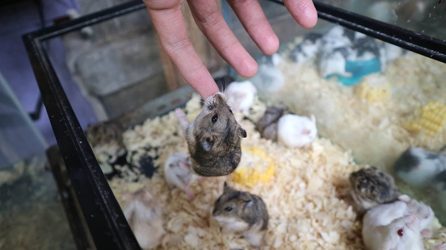 hamster bites finger