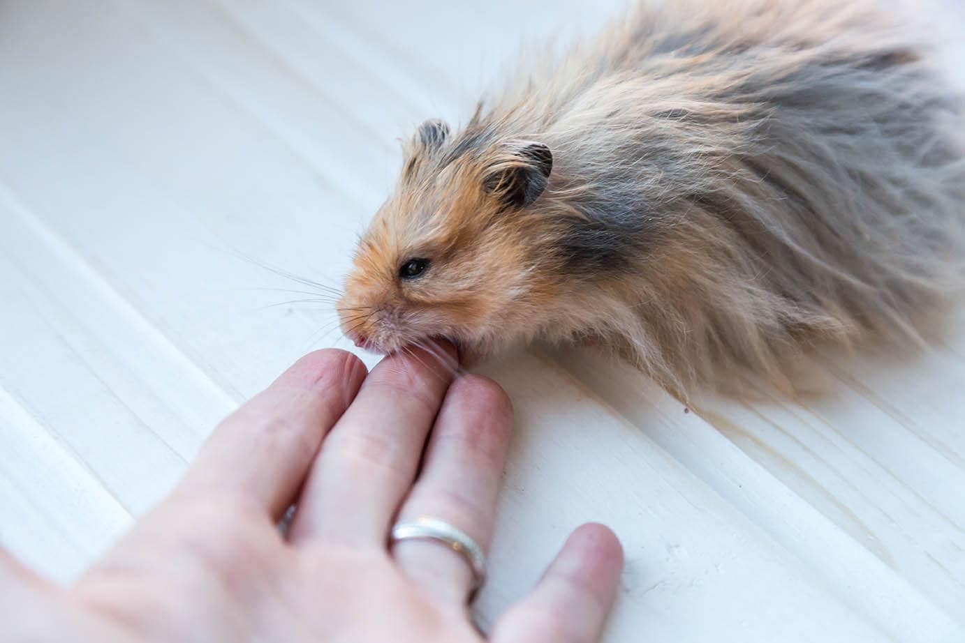 hamster biting finger