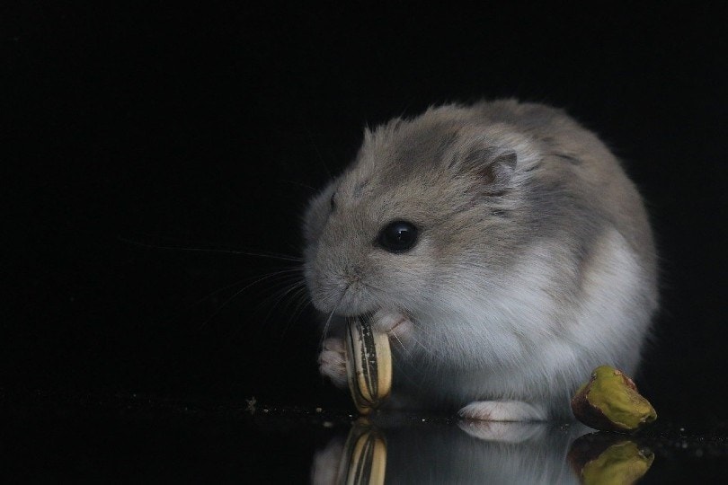 hamster eating a sunflower seed