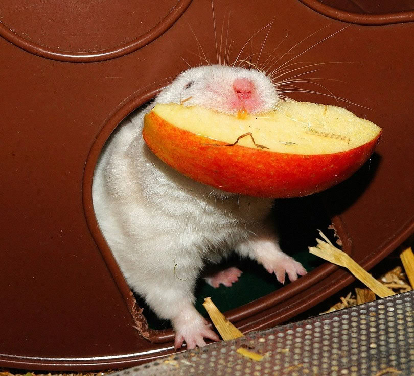 hamster eating apple