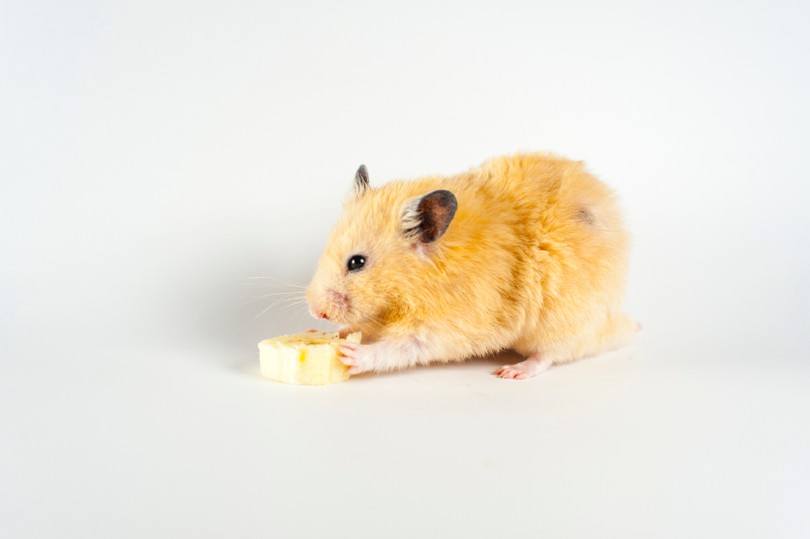 hamster eating banana