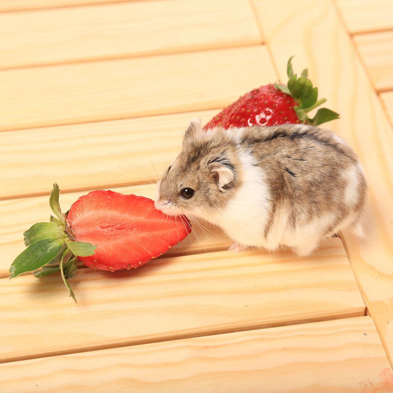 hamster eating strawberry
