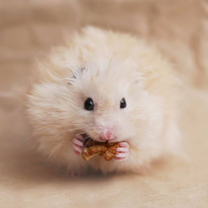 hamster eating walnut