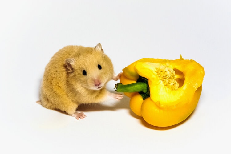 hamster-eating-yellow-pepper